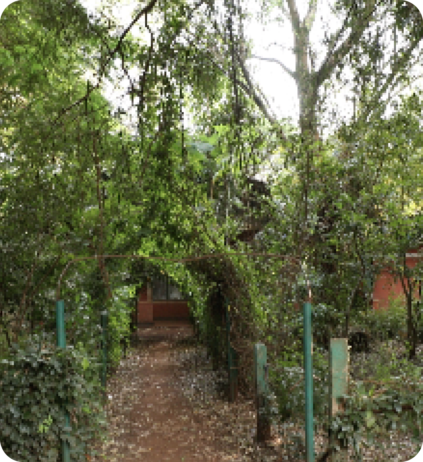 Pathway covered with green foliage leading to a house